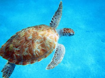 Wasserschildkröte, Barbados