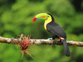 Tukan, Costa Rica